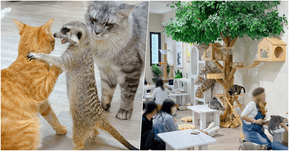 【財閥家的公子貓】台南貓咪咖啡廳一日遊，旅遊必訪台南寵物餐廳！